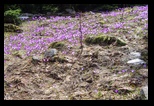 Valea Simbetei -15-04-2018 - Bogdan Balaban