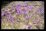 Valea Simbetei -15-04-2018 - Bogdan Balaban