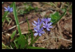 Valea Simbetei -30-04-2011 - Bogdan Balaban