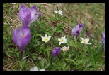 Valea Simbetei -30-04-2011 - Bogdan Balaban