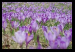 Valea Simbetei -30-04-2011 - Bogdan Balaban