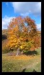 Via Transilvanica Paltin - Poiana Marului -19-10-2025 - Bogdan Balaban
