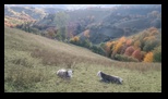 Via Transilvanica Paltin - Poiana Marului -19-10-2025 - Bogdan Balaban