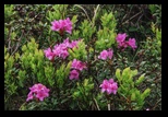 Zaganu -29-06-2014 - Bogdan Balaban