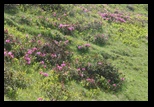 Zaganu -29-06-2014 - Bogdan Balaban