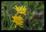 Zaganu -29-06-2014 - Bogdan Balaban