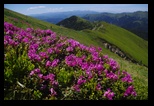 Zaganu -31-05-2018 - Bogdan Balaban