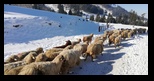 Sacele -09-02-2020 - Bogdan Balaban