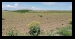 Casian -15-05-2021 - Bogdan Balaban