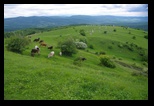Naieni -15-05-2017 - Bogdan Balaban